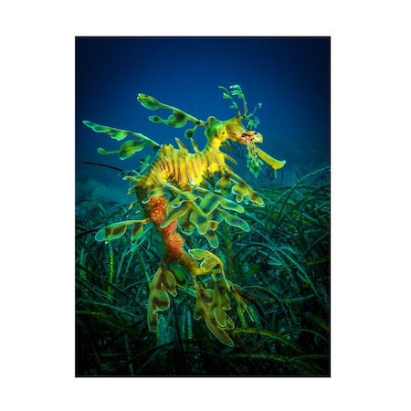 Jan Abadschieff 'Leafy Sea Dragon Male With Eggs' Canvas Art,35x47